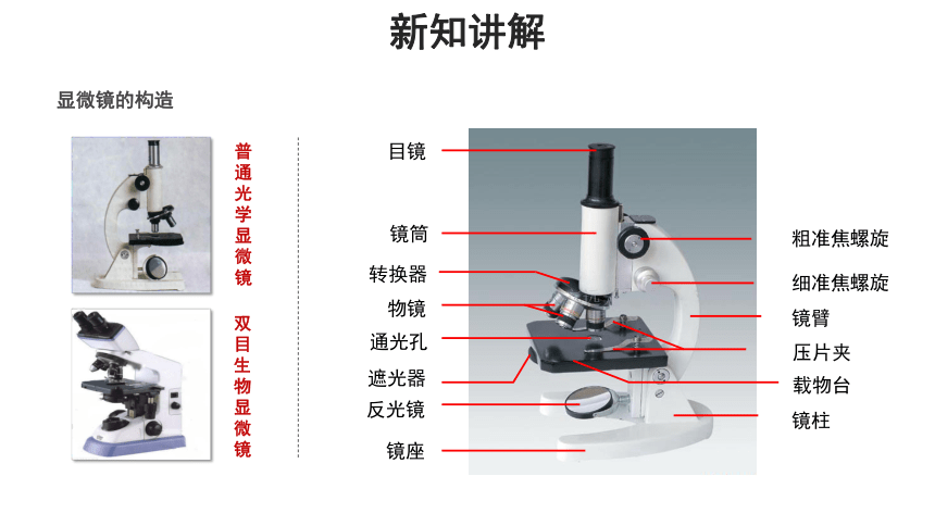 人教版七年级上册 第一节 练习使用显微镜 课件(共13张PPT)