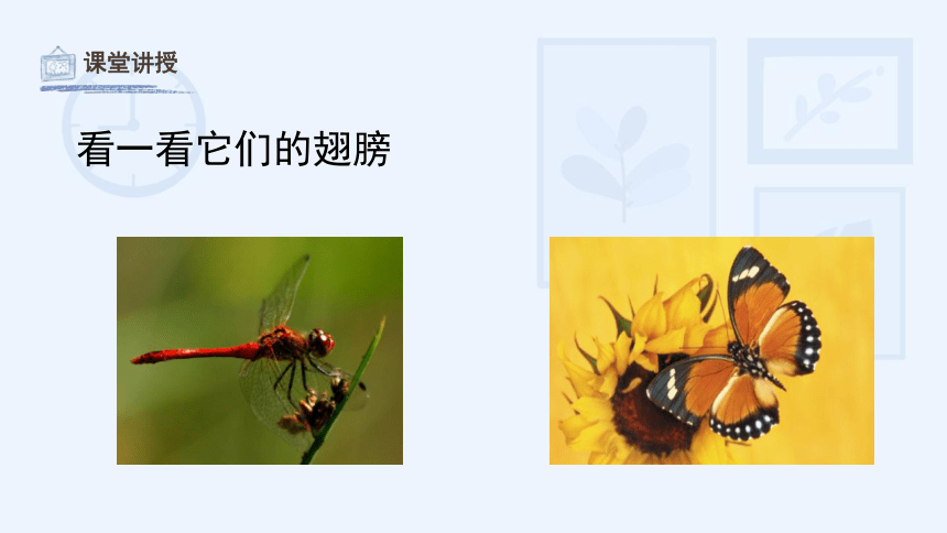 15《会飞的翅膀》教学课件(共24张PPT)