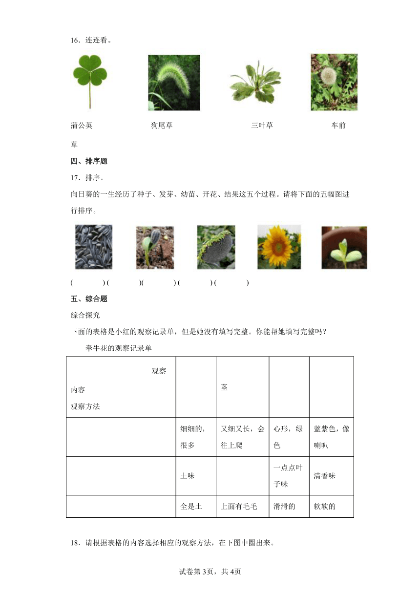 教科版（2017秋）科学 一年级上册 1.6校园里的植物  同步练习（word版 含解析答案）