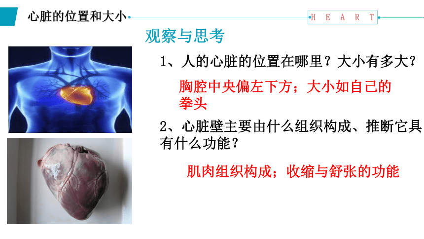 4.4.3输送血液的泵——心脏课件(共18张PPT)2022--2023学年人教版生物七年级下册