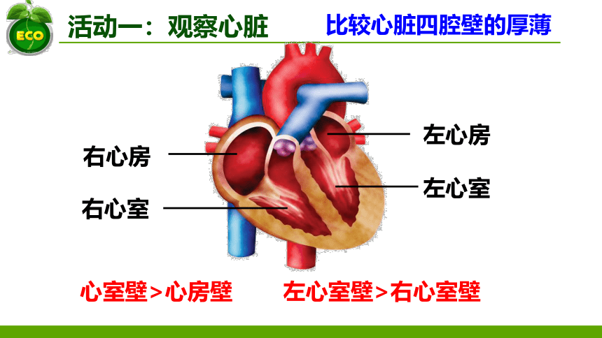 3.3.2物质运输的器官-心脏(1)课件(共31张PPT)2022--2023学年济南版生物七年级下册