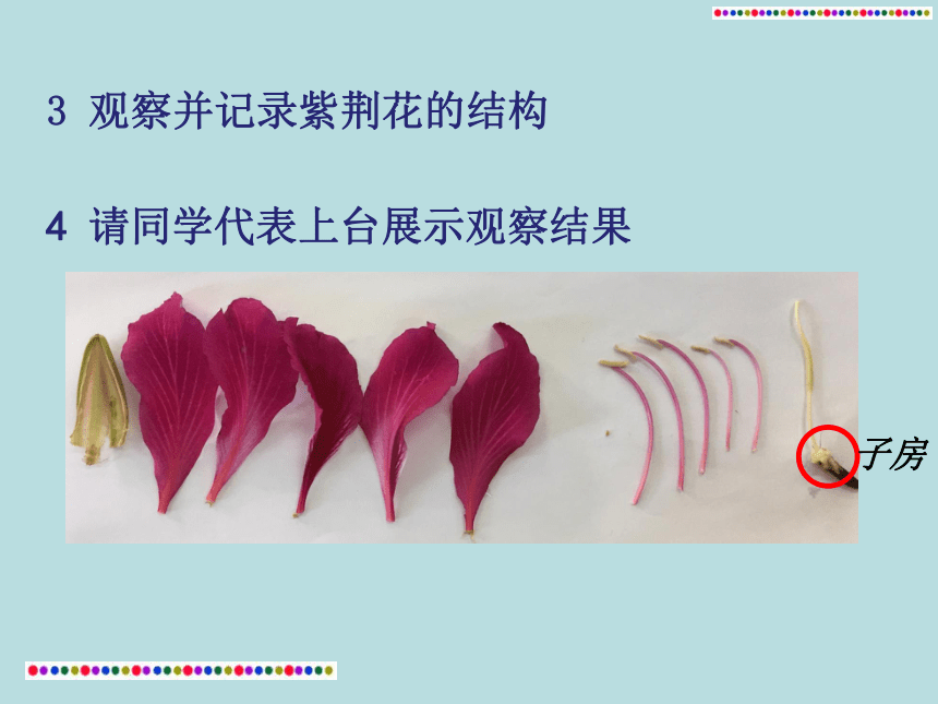 北京版  七年级下册  第六章  第二节 绿色植物的呼吸 课件（59张PPT）