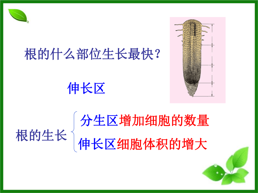 3.2.2植株的生长 课件 （27张PPT）