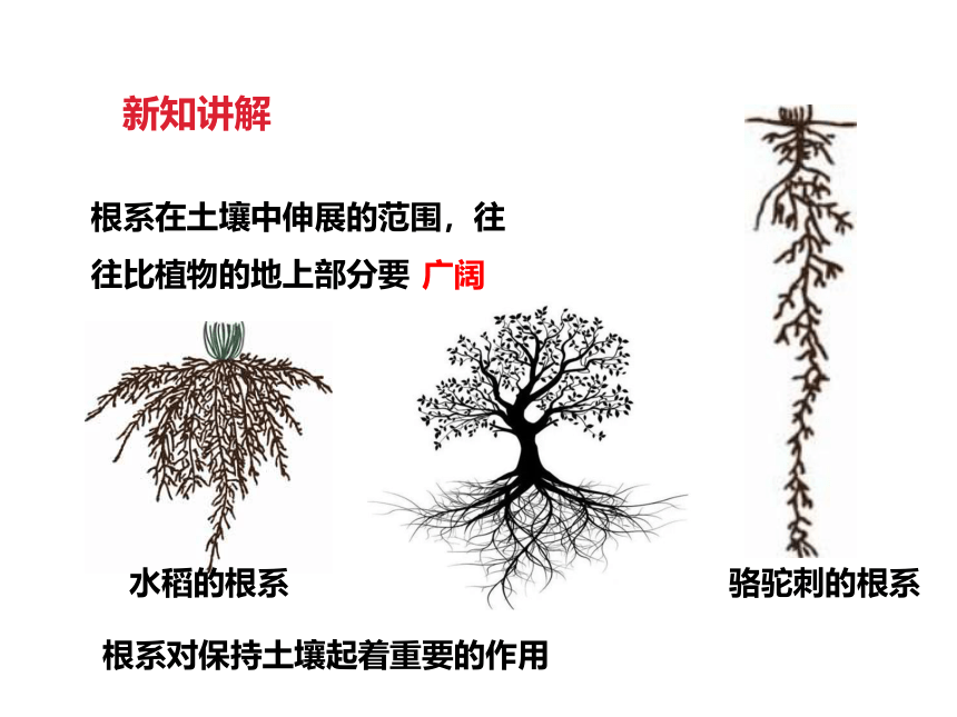 4.2 土壤与植物—华东师大版七年级科学下册课件(共24张PPT)