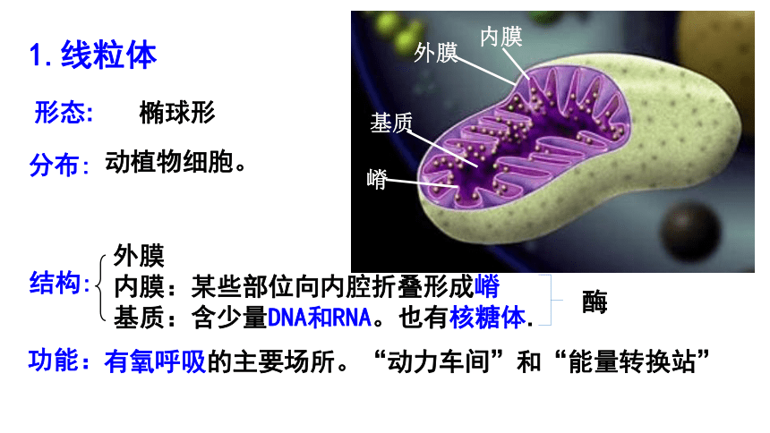 2021-2022学年高一上学期生物人教版必修一3.2细胞器之间的分工合作课件（44张）