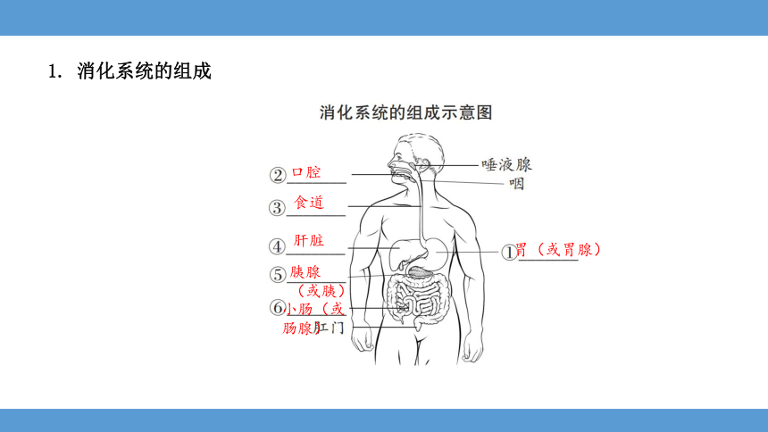 2024年河北省中考生物知识专题六人体的营养和呼吸梳理课件(共50张PPT)