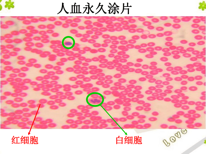 2020—2021学年人教版生物七年级下册4.4.1 流动的组织——血液  课件（20张PPT）