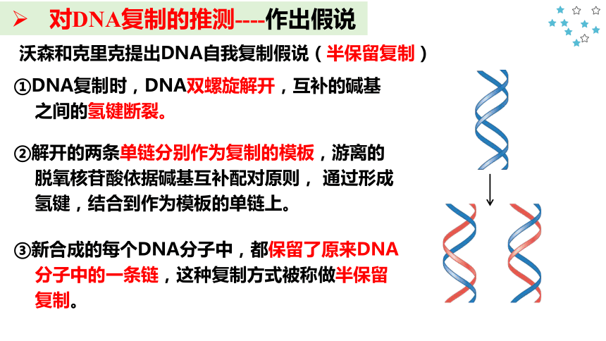 3.3DNA的复制 课件(共16张PPT) 2022-2023学年高一下学期生物人教版必修2