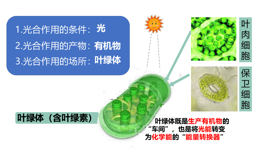 2022-2023学年人教版七年级生物上册 3.4 绿色植物是生物圈中有机物的制造者 课件  (共32张PPT)