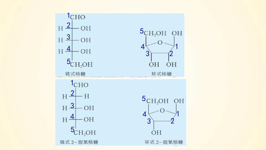 4.3 核酸-(共43张PPT)高二化学课件（人教版2019选择性必修3）