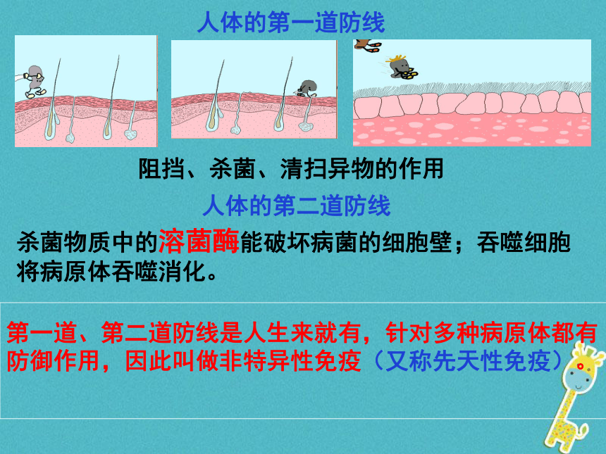 8.1.2 免疫与计划免疫  课件2022-2023学年人教版生物八年级下册（共18张PPT）