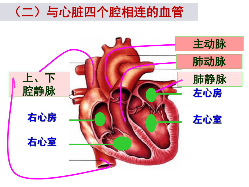 2020-2021学年人教版七年级生物下册4.4.3 输送血液的泵—心脏  课件（39张PPT）
