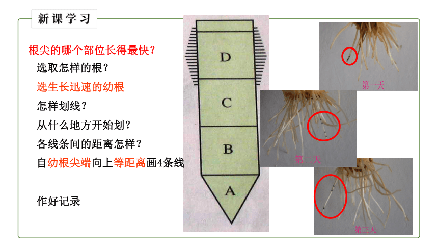 2021--2022学年人教版生物七年级上册_3.2.2 植株的生长 课件（24张PPT）