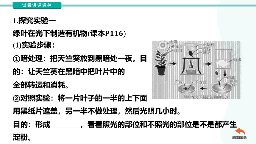 第三单元第四章绿色植物的光合作用复习试卷讲评课件（共54张PPT）