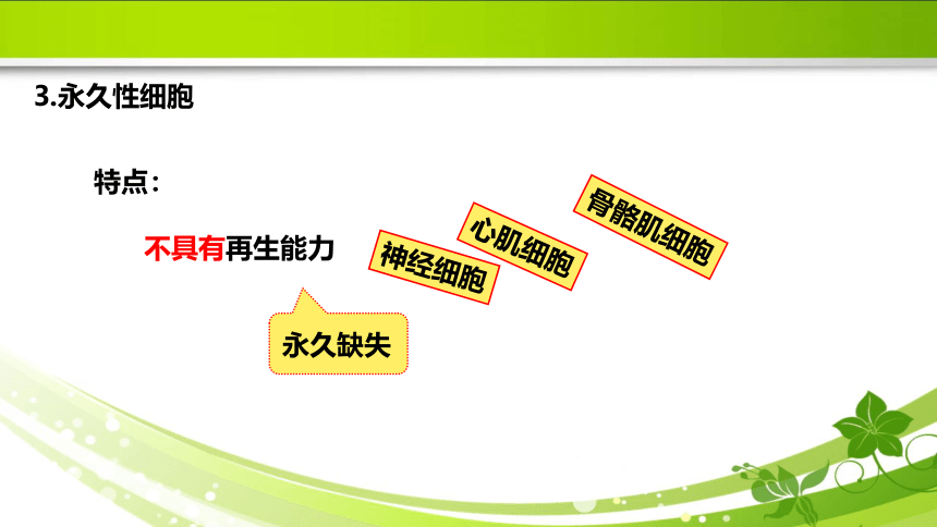 1.3损伤的修复 课件(共31张PPT)《病理学》同步教学（人卫版）