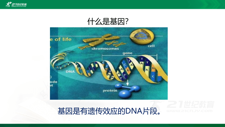 7.2.2 基因在亲子代间的传递课件（共27张PPT）