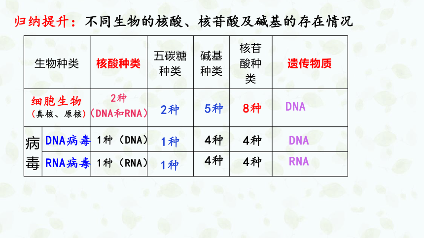 2023届高三生物一轮复习课件：第3讲核酸是遗传信息的携带者(共39张PPT)