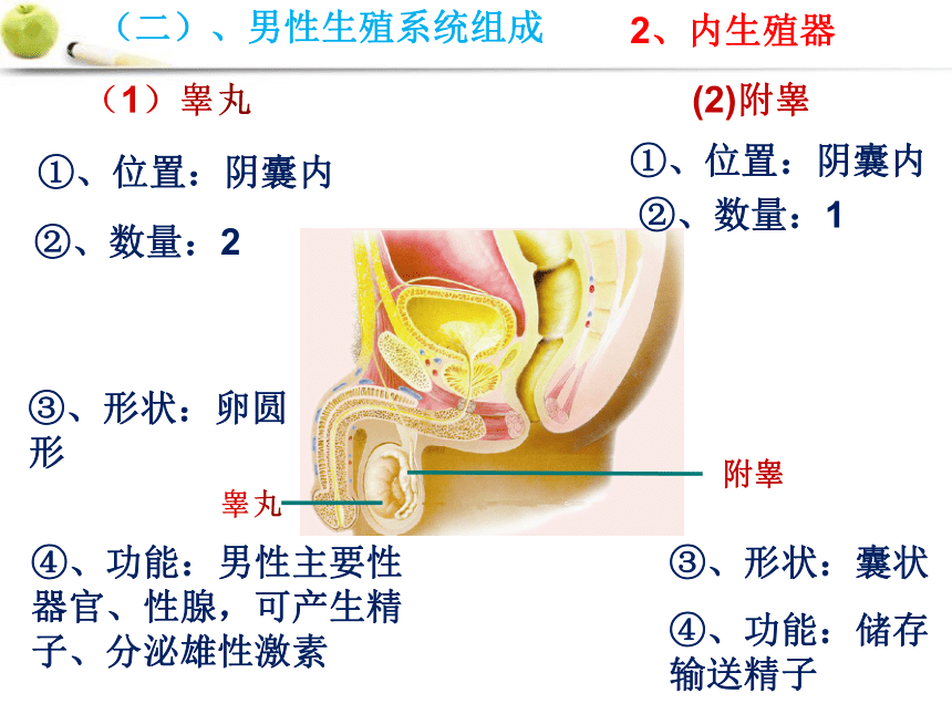 2021--2022学年济南版八年级上册 4.3.1婴儿的诞生课件（共42张PPT ）