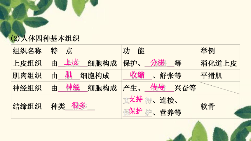 人教版生物七年级上册 第二单元　生物体的结构层次第二章　细胞怎样构成生物体第二节 动物体的结构层次 课件 (共25张PPT)