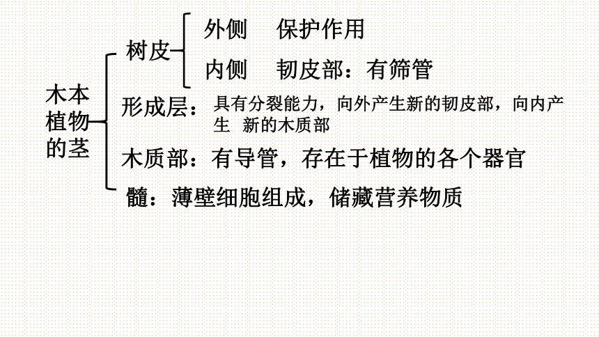 3.3绿色植物与生物圈中的水循环 课件(共29张PPT) 2021-2022学年人教版生物七年级上册