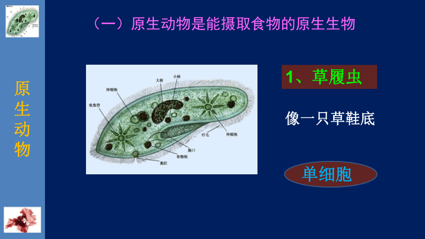 北师大版生物八年级下册22.2 原生生物的主要类群 课件（共25张PPT）