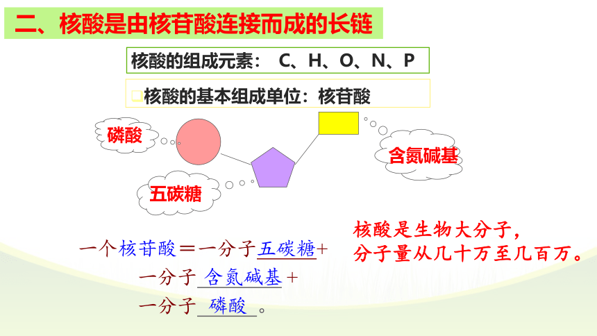 2021-2022学年高一上学期生物人教版必修一2.5核酸是遗传信息的携带者课件（共36张PPT）