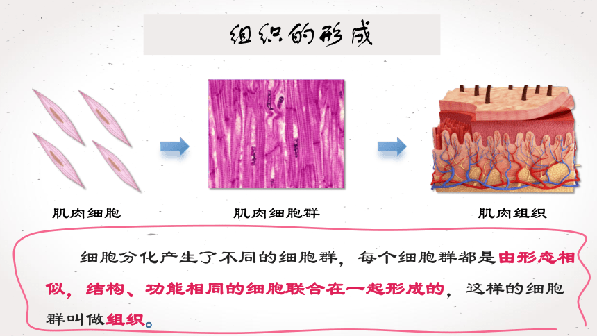 2.2.2  动物体的结构层次课件 (共21张PPT)2022--2023学年人教版生物七年级上册