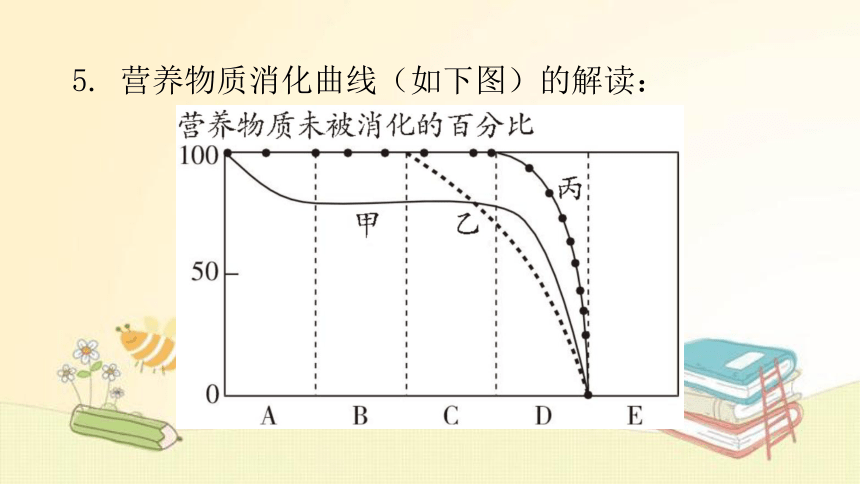 4.8.2 食物的消化和营养物质的吸收  第1课时复习 课件(共32张PPT) 北师大版七年级生物下册