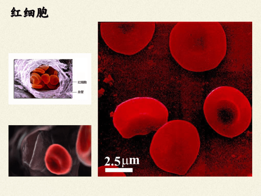 苏教版生物七年级下册 第十章 第一节 血液和血型课件(共24张PPT)