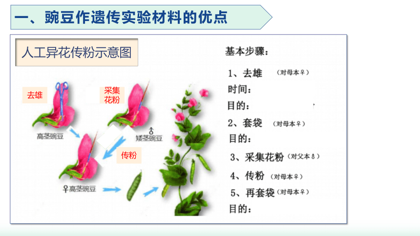 生物人教版（2019）必修2 1.1孟德尔的豌豆杂交实验（一） （共20张ppt）