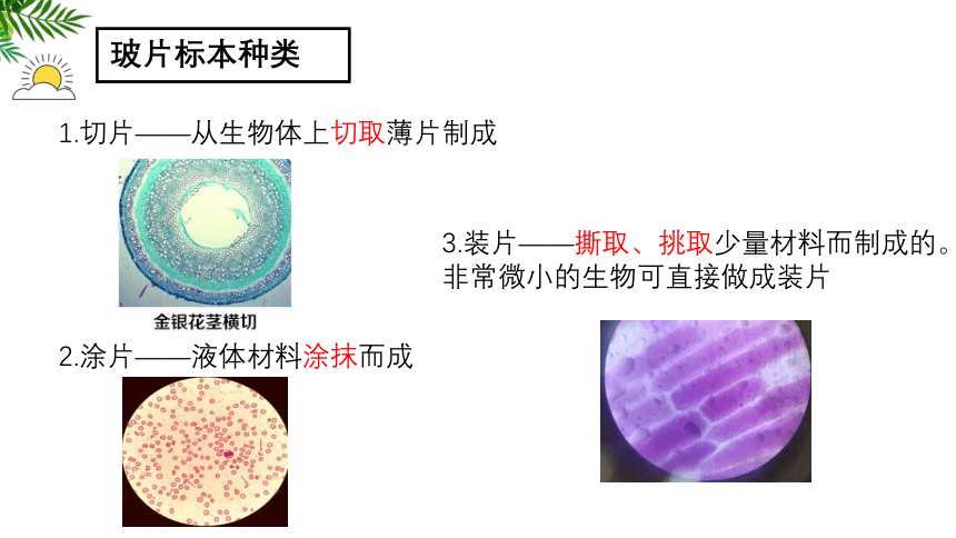 2.1.2 植物细胞课件(共24张PPT)2022-2023学年人教版生物七年级上册