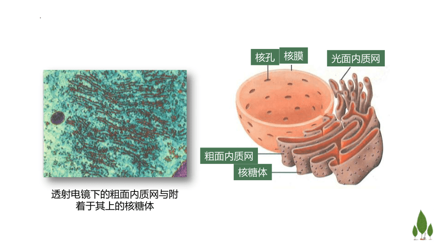 2.3 细胞质是多项生命活动的场所课件（共47张PPT）高一生物学（浙科版2019必修1）