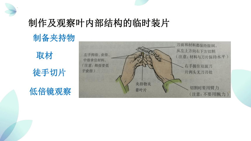 重难点讲解02 植物与跨学科-2023年中考跨学科案列分析【热点?重点?难点】精讲专练（上海专用）(共31张PPT)