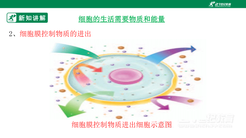 2022-2023学年七年级生物上册2.2.2 动物体的结构层次-同步课件(共28张PPT)