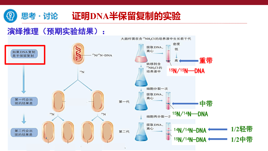 3.3  DNA的复制课件(共33张PPT2份视频)-人教版必修2