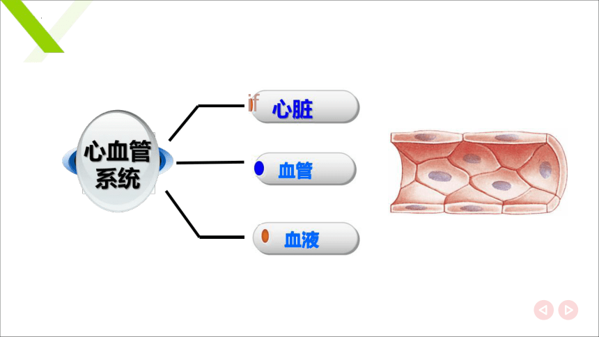 7.1.2血管 课件(共19张PPT)《畜禽解剖生理（第四版）》同步教学(高教版)