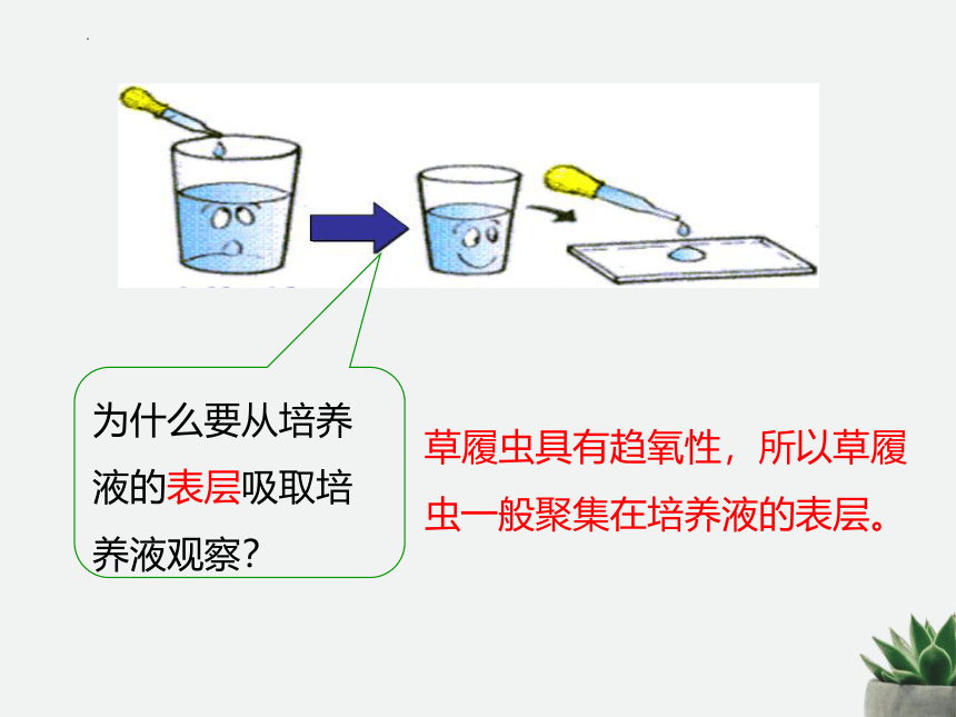 人教版生物七年级上册 2.2.4 单细胞生物 课件(共26张PPT)