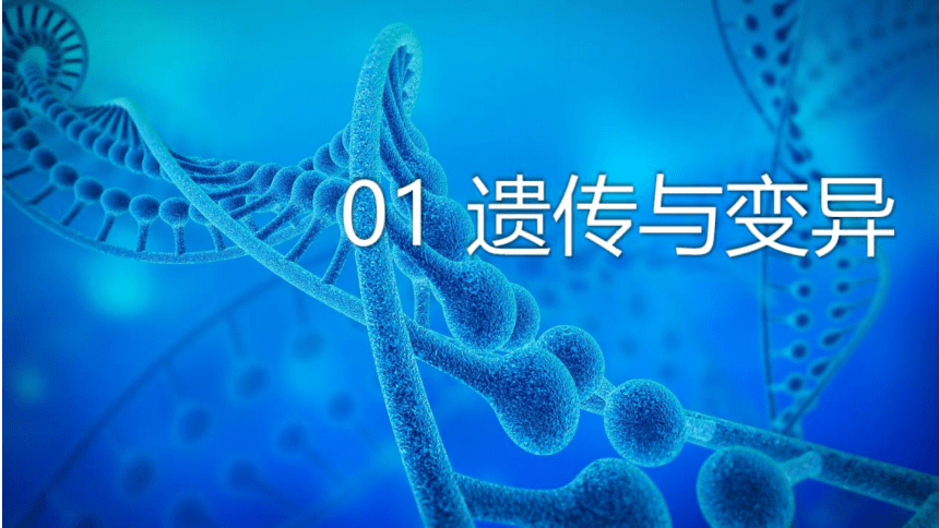 7.2.1 基因控制生物的性状课件(共38张PPT)人教版八年级生物学下册