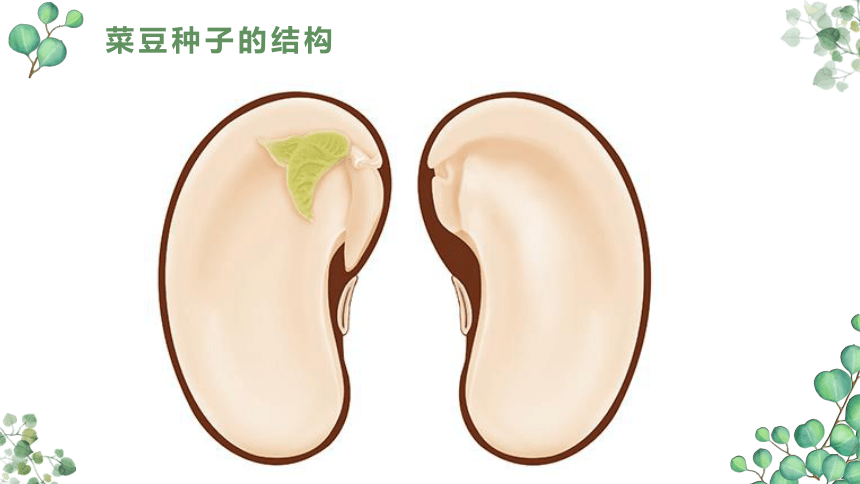 3.1.2种子植物  课件(共36张PPT)2022-2023学年人教版生物七年级上册