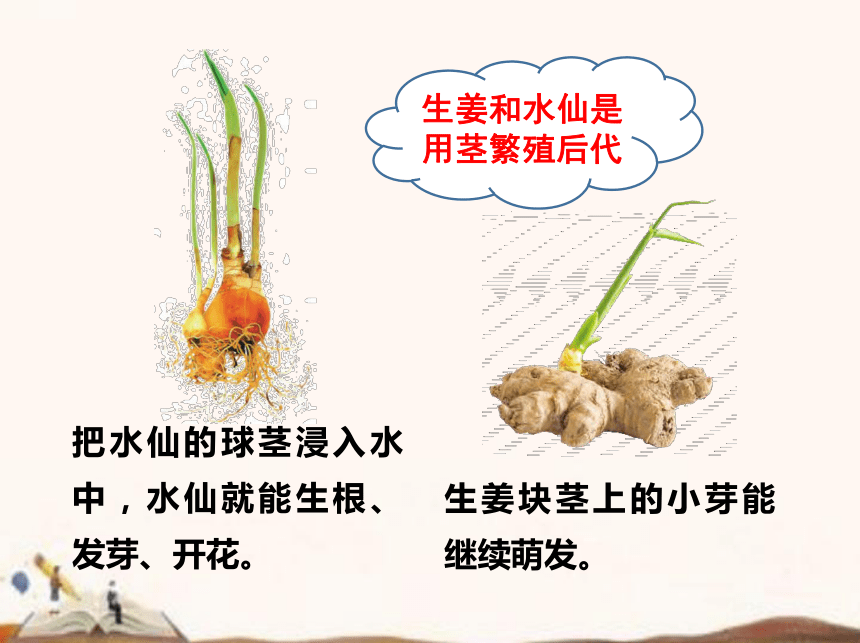 苏教版（2017秋）四年级下册科学4.13.用根、茎、叶繁殖  (课件19ppt)