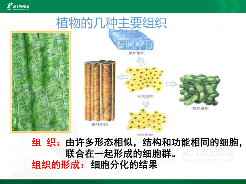 2.2.3 植物体的结构层次（课件）（共18张PPT）