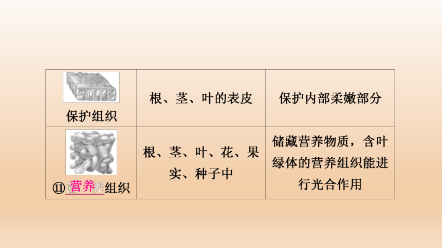 2023年人教版七年级生物上册复习专题★★第二章　细胞怎样构成生物体(共44张PPT)