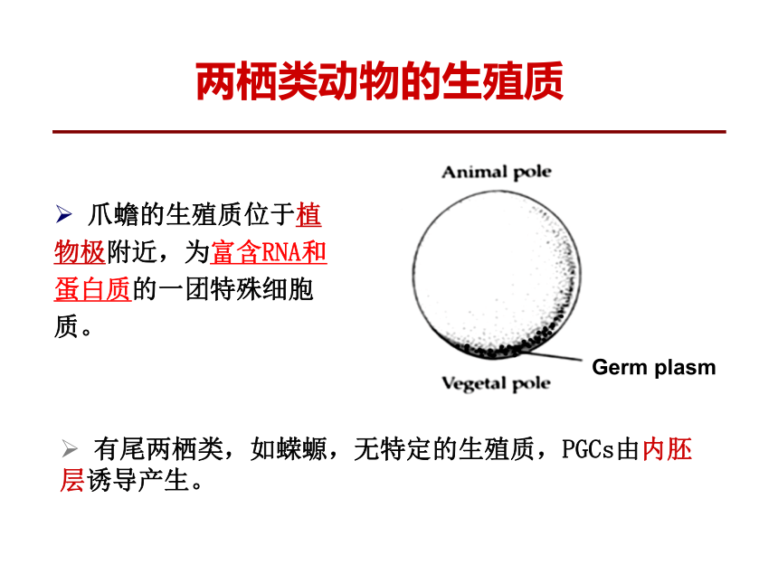 2020-2021学年高中生物竞赛第二章 配子发生课件 (1)(40PPT)