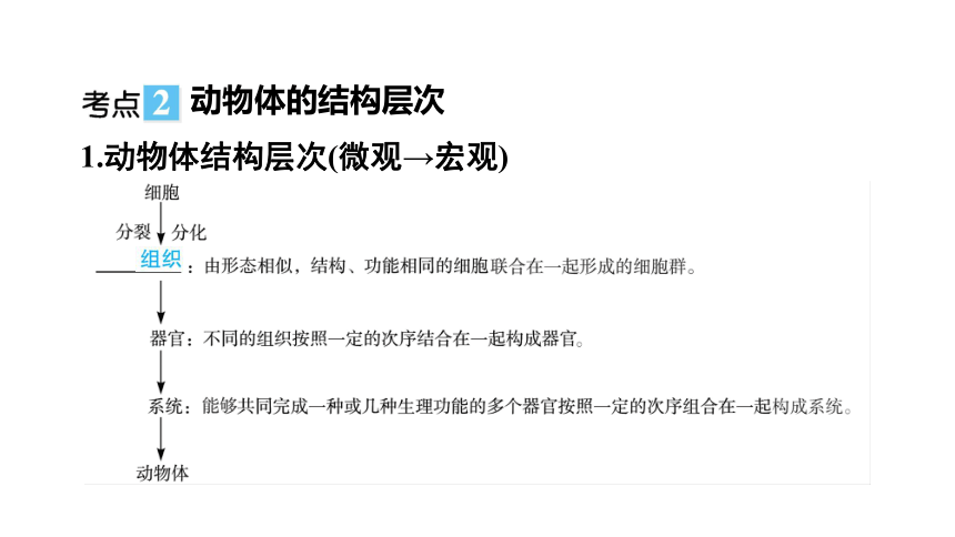 2023年中考生物复习专题课件★★细胞怎样构成生物体