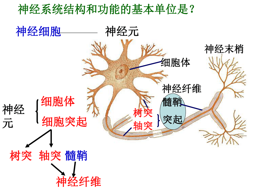 人教版高中生物必修三2.1通过神经系统的调节(共28张ppt)