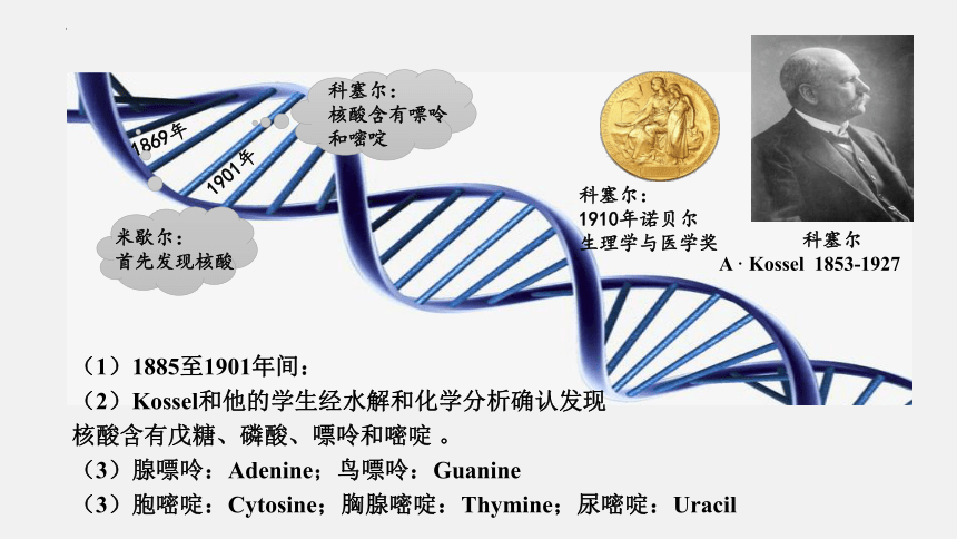 2021-2022学年高一生物浙科版（2019）必修2 第三章第二节遗传信息编码在DNA分子上（课件）（25张ppt）