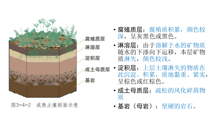 3.4分析土壤形成的原因课件 （31张）