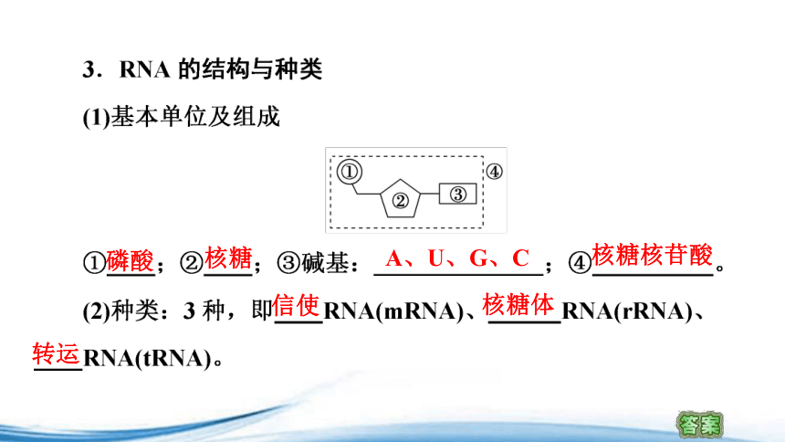 苏教版（2019）高中生物必修二 2.3第1课时DNA分子通过RNA指导蛋白质的合成 课件（57张ppt）