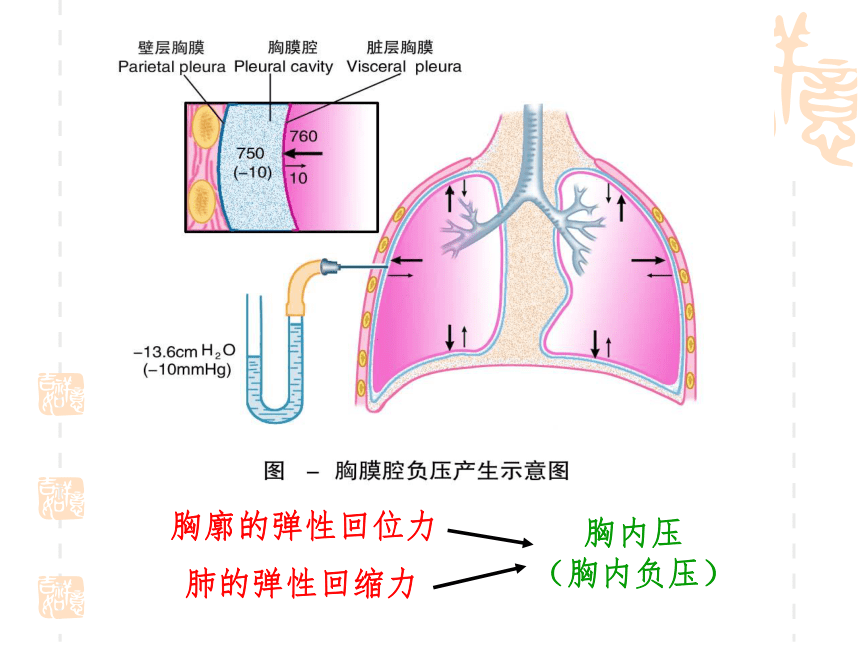 生物奥赛_第三节  呼吸作用(共39张PPT )