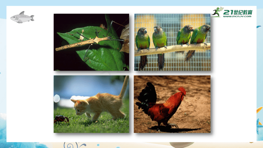人教版七年级生物上册1.1.2《调查周边环境中的生物》 同步课件（26张ppt）